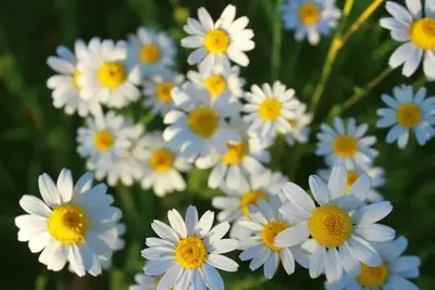 Chamomile flowers