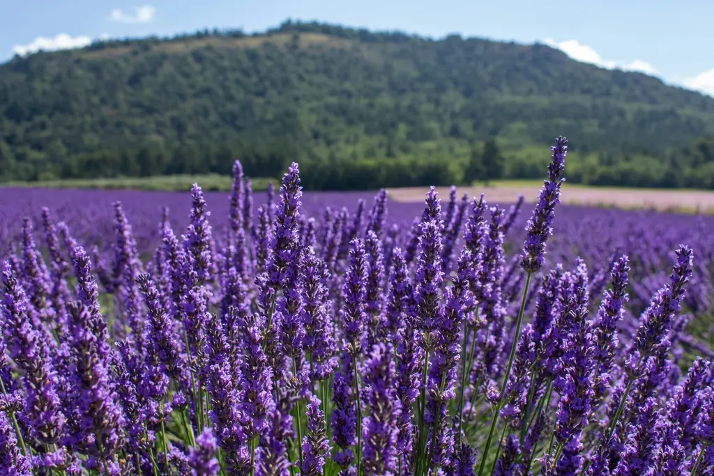 Lavender growing in a field
